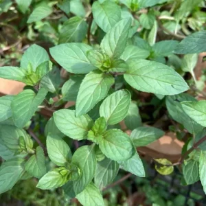 Chocolate Mint Live Plant - 5-inch Aromatic Perennial Herb for Gardens & Pots - Image 2