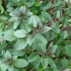 Chocolate Mint Live Plant - 5-inch Aromatic Perennial Herb for Gardens & Pots - Image 1