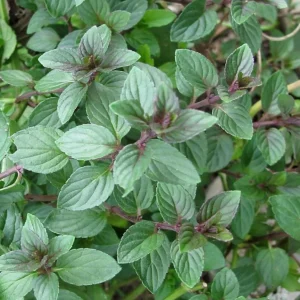 Chocolate Mint Live Plant - 5-inch Aromatic Perennial Herb for Gardens & Pots - Image 1