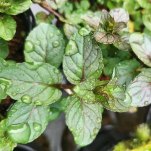 Chocolate Mint Live Plant - 5-inch Aromatic Perennial Herb for Gardens & Pots - Image 3