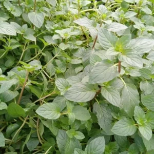 Chocolate Mint Live Plant - 5-inch Aromatic Perennial Herb for Gardens & Pots - Image 4