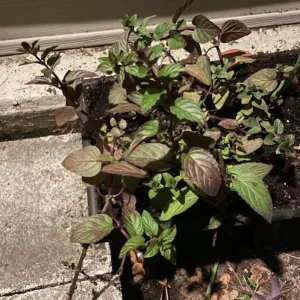 Chocolate Mint Live Plant - 5-inch Aromatic Perennial Herb for Gardens & Pots - Image 5