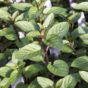 Chocolate Mint Live Plant - 5-inch Aromatic Perennial Herb for Gardens & Pots - Image 6