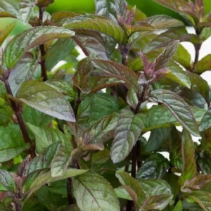 Chocolate Mint Live Plant – 5-inch Height, 3.5-inch Pot – Indoor & Outdoor Herb - Image 2