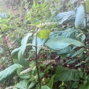 Chocolate Mint Live Plant – 5-inch Height, 3.5-inch Pot – Indoor & Outdoor Herb - Image 3