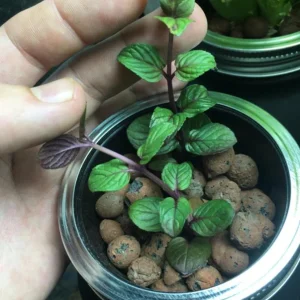 Chocolate Mint Live Plant – 5-inch Height, 3.5-inch Pot – Indoor & Outdoor Herb - Image 4