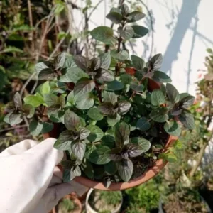 Chocolate Mint Live Plant – 5-inch Height, 3.5-inch Pot – Indoor & Outdoor Herb - Image 5