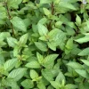 Chocolate Mint Live Plant – 5-inch Height, 3.5-inch Pot – Indoor & Outdoor Herb - Image 1