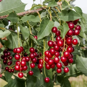 Chokecherry Live Plant - Red Chokecherry Tree, 4-8 Inch Tall, 5 Inch Pot - Image 2