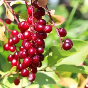 Chokecherry Live Plant - Red Chokecherry Tree, 4-8 Inch Tall, 5 Inch Pot - Image 4
