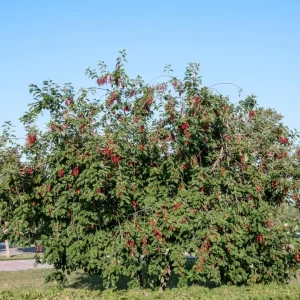 Chokecherry Live Plant - Red Chokecherry Tree, 4-8 Inch Tall, 5 Inch Pot - Image 5