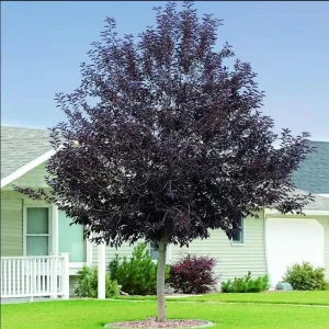 Chokecherry Live Plant - Red Chokecherry Tree, 4-8 Inch Tall, 5 Inch Pot - Image 6