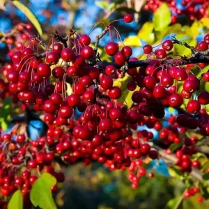 Chokecherry Live Plant - Red Chokecherry Tree, 4-8 Inch Tall, 5 Inch Pot - Image 1