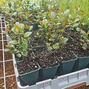 Chokecherry Live Plant - Red Chokecherry Tree, 4-8 Inch Tall, 5 Inch Pot - Image 7