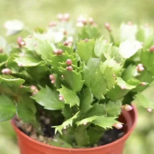 Christmas Cactus Live Plant - 4 Inch & 6 Inch Pot - Holiday Gift Indoor - Image 2