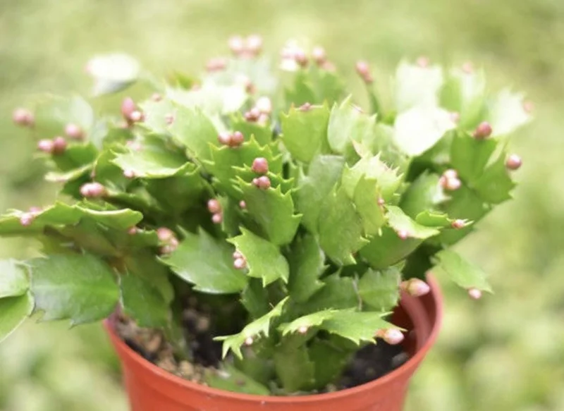 Christmas Cactus Live Plant - 4 Inch & 6 Inch Pot - Holiday Gift Indoor - Image 2