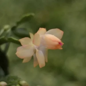 Christmas Cactus Live Plant - 4 Inch & 6 Inch Pot - Holiday Gift Indoor - Image 3