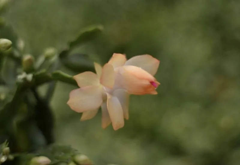 Christmas Cactus Live Plant - 4 Inch & 6 Inch Pot - Holiday Gift Indoor - Image 3