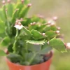 Christmas Cactus Live Plant - 4 Inch & 6 Inch Pot - Holiday Gift Indoor - Image 1