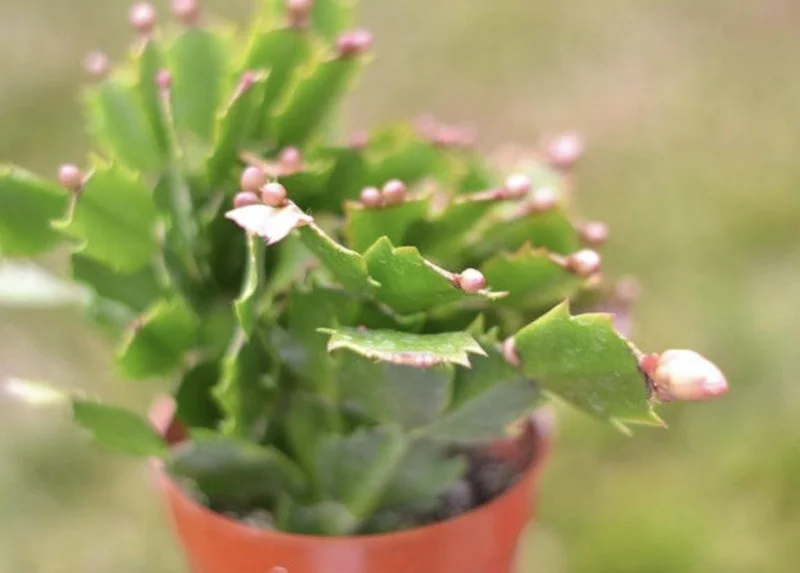 Christmas Cactus Live Plant - 4 Inch & 6 Inch Pot - Holiday Gift Indoor - Image 1