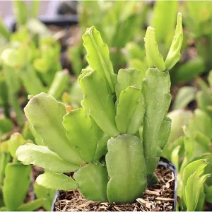 Christmas Cactus Live Plant – Schlumbergera Buckleyi – 2 Inch Potted Houseplant - Image 2