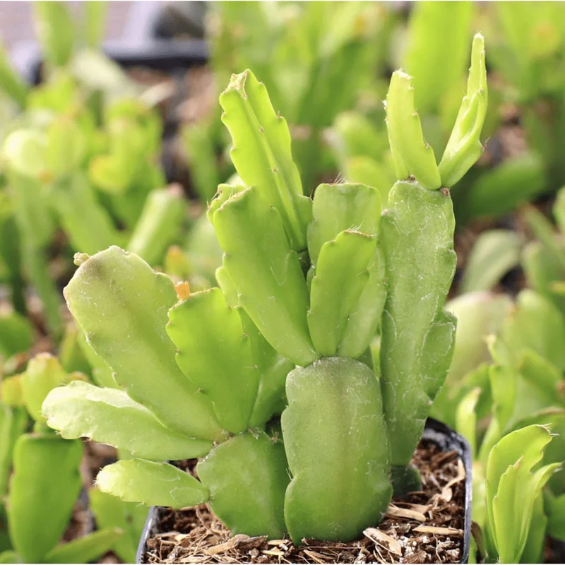 Christmas Cactus Live Plant – Schlumbergera Buckleyi – 2 Inch Potted Houseplant - Image 2