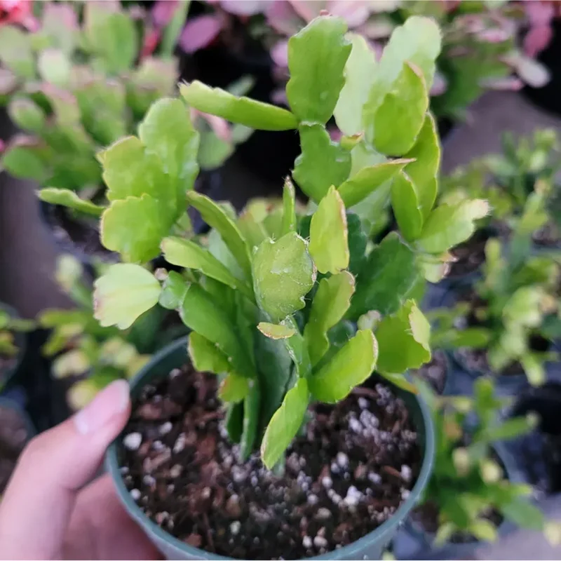 Christmas Cactus Live Plant - Schlumbergera Buckleyi, 4in, No Pot, Winter-Flowering Houseplant - Image 2