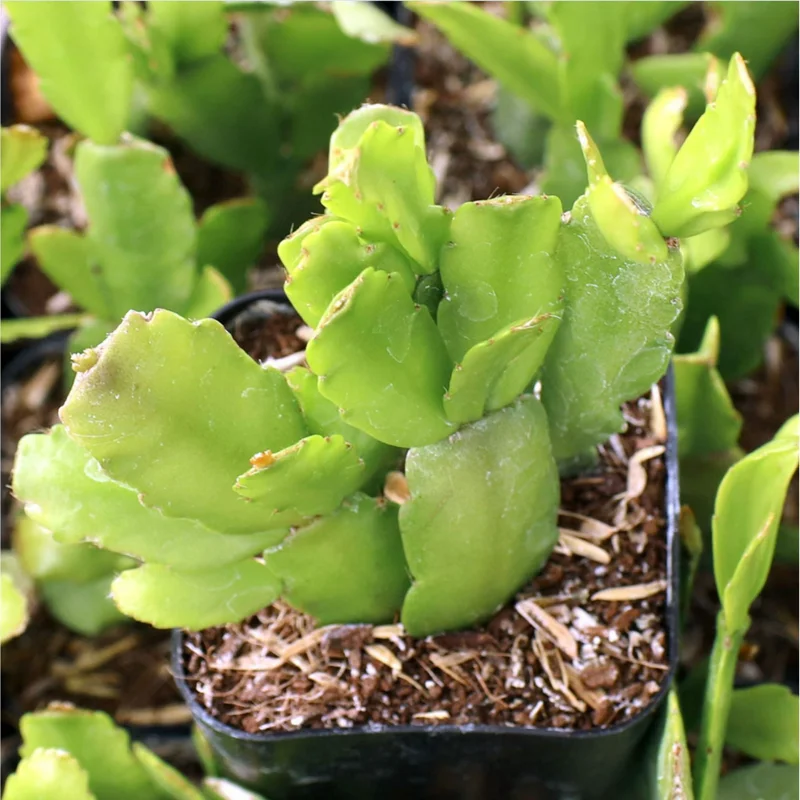 Christmas Cactus Live Plant – Schlumbergera Buckleyi – 2 Inch Potted Houseplant - Image 4