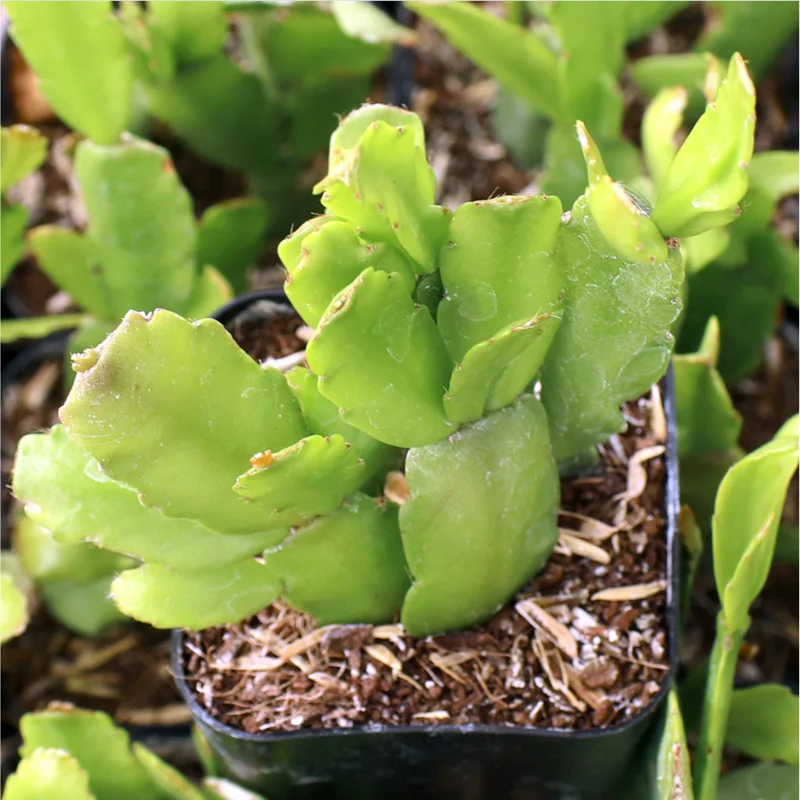 Christmas Cactus Live Plant - Schlumbergera Buckleyi, 4in, No Pot, Winter-Flowering Houseplant - Image 4