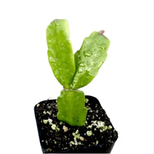Christmas Cactus Live Plant – Schlumbergera Buckleyi – 2 Inch Potted Houseplant - Image 6