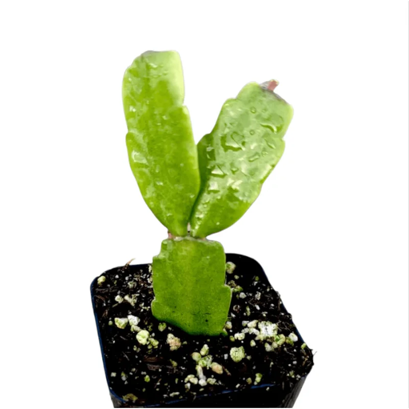 Christmas Cactus Live Plant – Schlumbergera Buckleyi – 2 Inch Potted Houseplant - Image 6