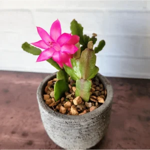 Christmas Cactus Live Plant – Schlumbergera x Buckleyi – 2 Inch Pot – Indoor Houseplant - Image 3