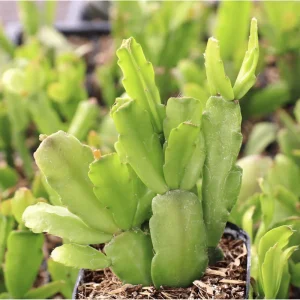 Christmas Cactus Live Plant – Schlumbergera x Buckleyi – 2 Inch Pot – Indoor Houseplant - Image 4