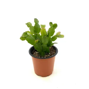 Christmas Cactus Live Plant – Schlumbergera x Buckleyi – 2 Inch Pot – Indoor Houseplant - Image 5