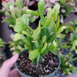 Christmas Cactus Live Plant – Schlumbergera x Buckleyi – 2 Inch Pot – Indoor Houseplant - Image 6