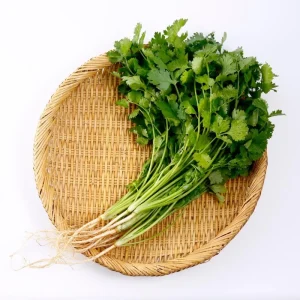 Cilantro Live Plant - 4 Inch Pot, Fast Growing Herb, 6-10 Inch Tall - Image 2