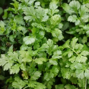Cilantro Live Plant - 4 Inch Pot, Fast Growing Herb, 6-10 Inch Tall - Image 3