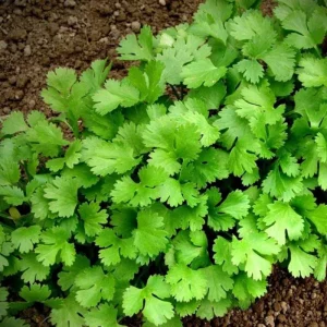 Cilantro Live Plant - 4 Inch Pot, Fast Growing Herb, 6-10 Inch Tall - Image 5