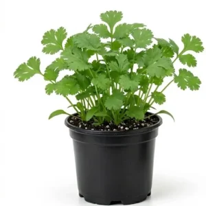 Cilantro Live Plant - 4 Inch Pot, Fast Growing Herb, 6-10 Inch Tall - Image 1