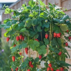 Climbing Strawberry Live Plant - 2-5 inch Starter - Fragaria Variety - Image 2