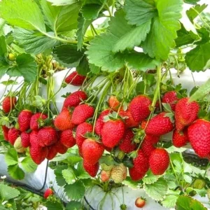 Climbing Strawberry Live Plant - 2-5 inch Starter - Fragaria Variety - Image 3