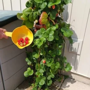 Climbing Strawberry Live Plant - 2-5 inch Starter - Fragaria Variety - Image 5