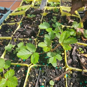 Climbing Strawberry Live Plant - 2-5 inch Starter - Fragaria Variety - Image 6