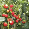 Climbing Strawberry Live Plant - 2-5 inch Starter - Fragaria Variety - Image 1
