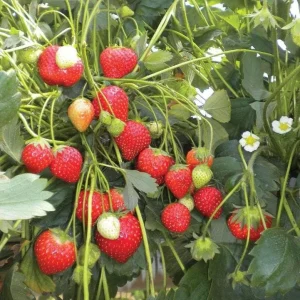 Climbing Strawberry Live Plant - 2-5 inch Starter - Fragaria Variety - Image 1
