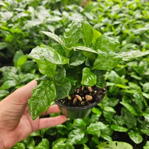 Coffea Arabica Live Plant – Edible Coffee Plant – 4 Inch Pot – Indoor/Outdoor - Image 2