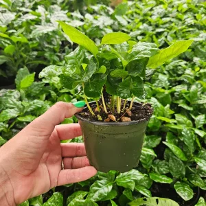 Coffea Arabica Live Plant – Edible Coffee Plant – 4 Inch Pot – Indoor/Outdoor - Image 3