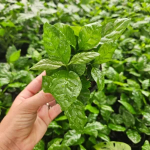 Coffea Arabica Live Plant - Edible Coffee Plant in 4 Inch Pot for Indoors - Image 1