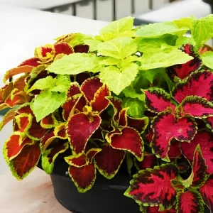 Coleus Rainbow Mix Seeds – 500 Seeds – Colorful Shade Garden Plant - Image 3