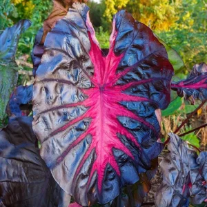 Colocasia Redemption Live Plant - Rare Elephant Ears - 4-6 Inch Tall Starter Plant - Image 2
